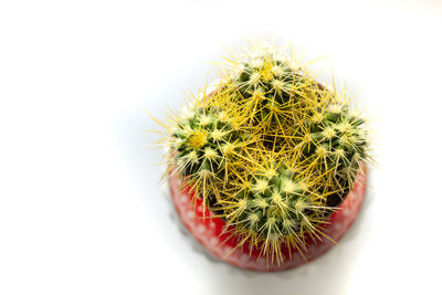 Close-up of cactus plant against white background