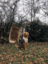 Dog sitting on field during autumn