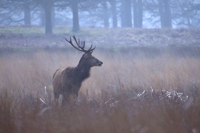 Deer standing on field at richmond park in foggy weather