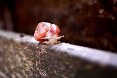Close-up of snail