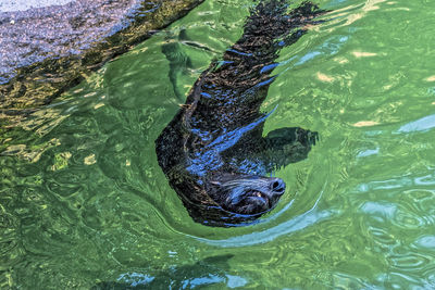 High angle view of seehund swimming in pond