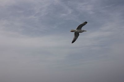 Low angle view of seagull flying in sky