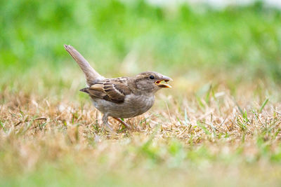 Close-up of bird perching on grass