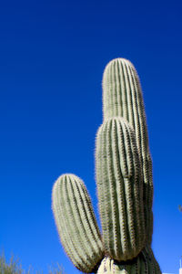 Close-up of succulent plant against blue sky