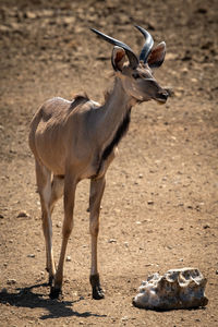 Male greater kudu stands beside salt block