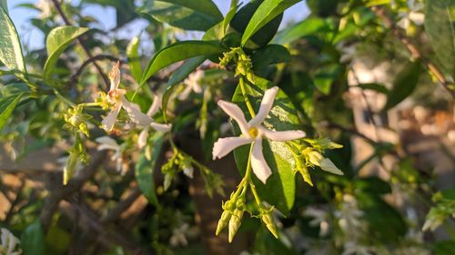 Close-up of flowering plant