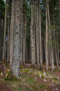 Trees growing in forest