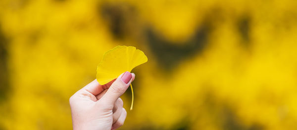 Close-up of hand holding yellow leaf