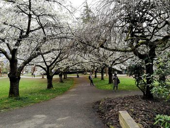 View of blooming tree in park