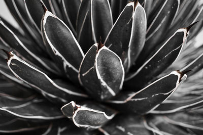 Close-up of flowering plant leaves