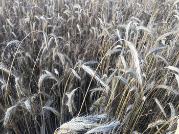 Full frame shot of stalks in field