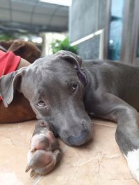 dog