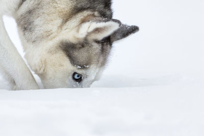 Siberian husky on snow covered field