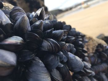 Close-up of shells