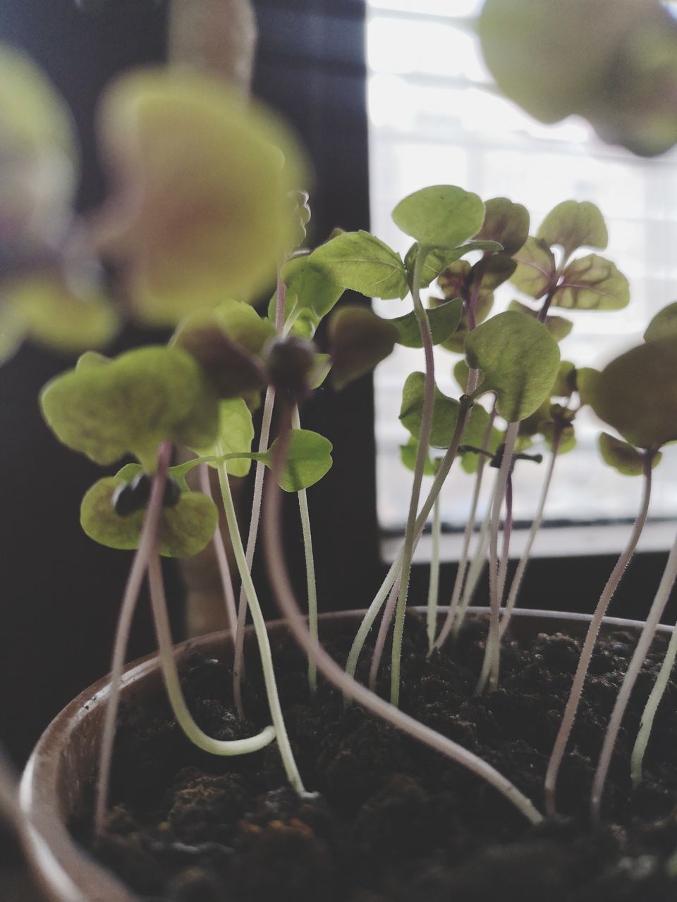 CLOSE-UP OF POTTED PLANT IN POT