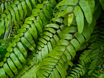Full frame shot of green leaves ferns