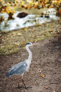 View of a bird perching on ground