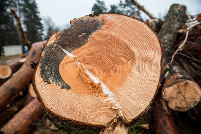 Close-up of tree trunk