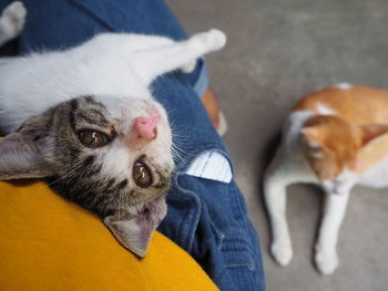 High angle view portrait of cat by man