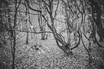 Bare trees in forest