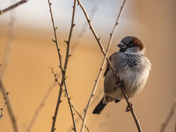 Close-up of bird perching on branch