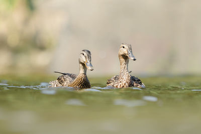 animal wildlife
