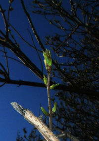 Low angle view of plant against sky