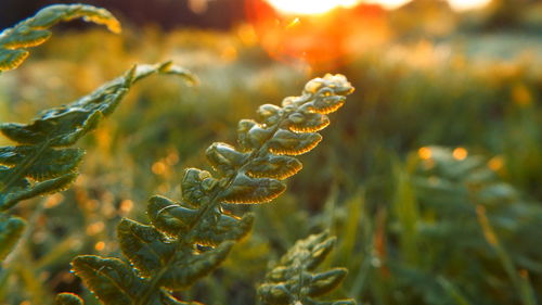 Close-up of fresh plant