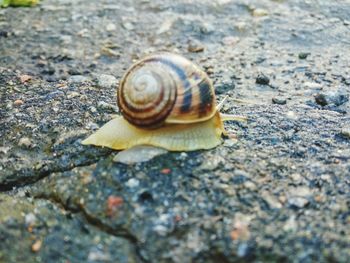 Close-up of snail on footpath