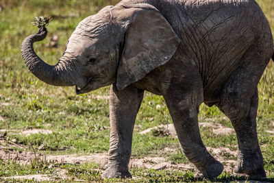 Close-up of elephant