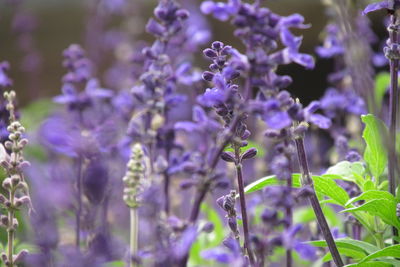 Close-up of purple flowering plants