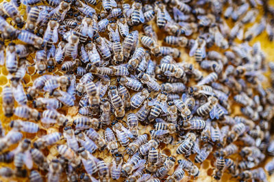 Full frame shot of bees