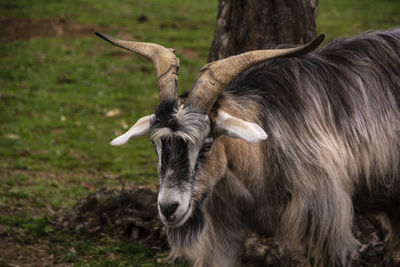 Close-up of a horse on field