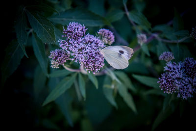 Close-up of butterfly on purple flowering plant