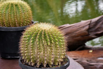 Close-up of cactus plant