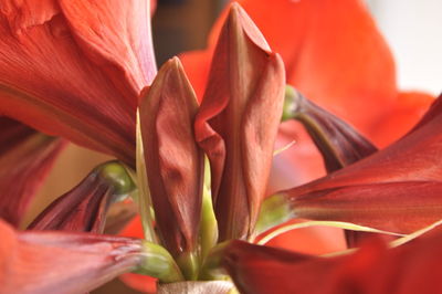 Close-up of red rose