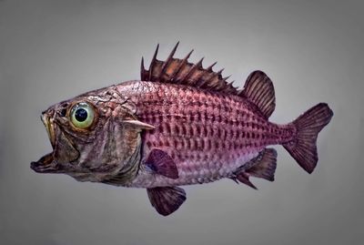 Close-up of fish underwater