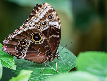 Close-up of butterfly on leaf