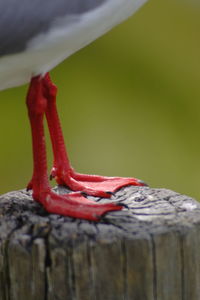 Close-up of a bird