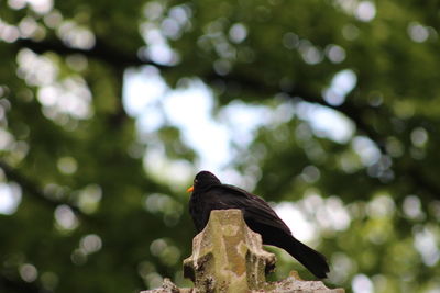 Low angle view of pigeon perching on a tree