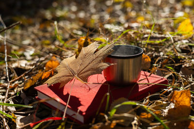 Close-up of dry maple leaves on land