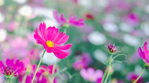 Close-up of pink flowering plants