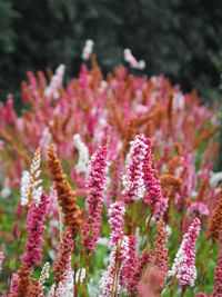 Close-up of flowers blooming outdoors