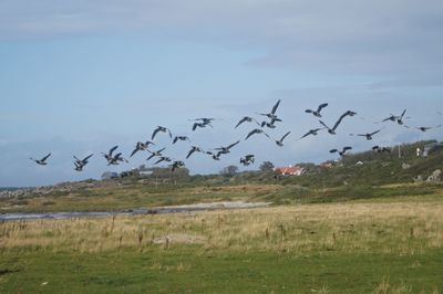 Flock of birds flying over the field