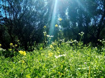 Plants and trees in forest during sunny day