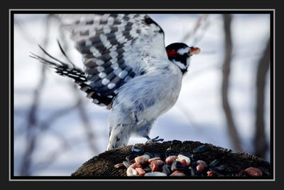 Close-up of birds perching on fruit