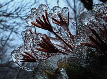 Close-up of frozen plant during winter