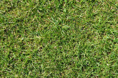 High angle view of grass on field