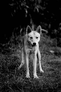 Portrait of dog standing on field