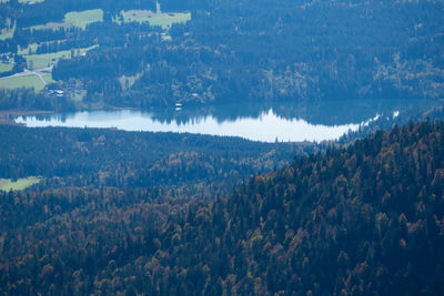 High angle view of plants and trees